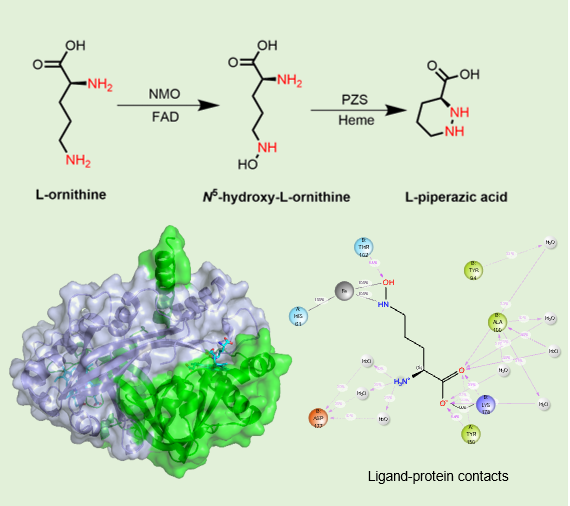 Crystal Structure and Conformational Dynamics of N─N Bond-Forming Piperazate Synthase
